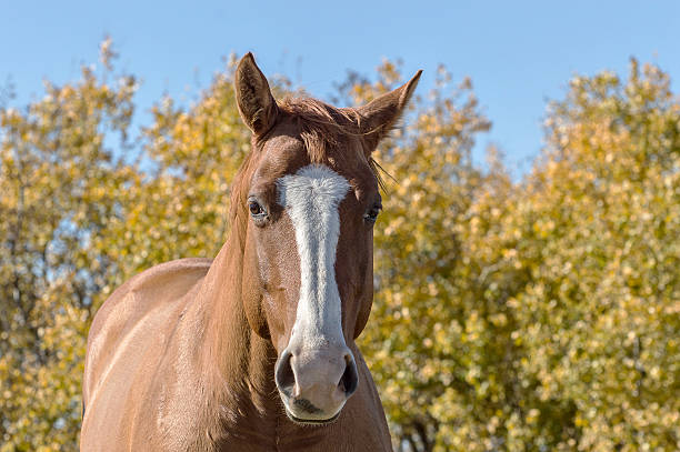 istock Horse Against Autumn Background 492118488