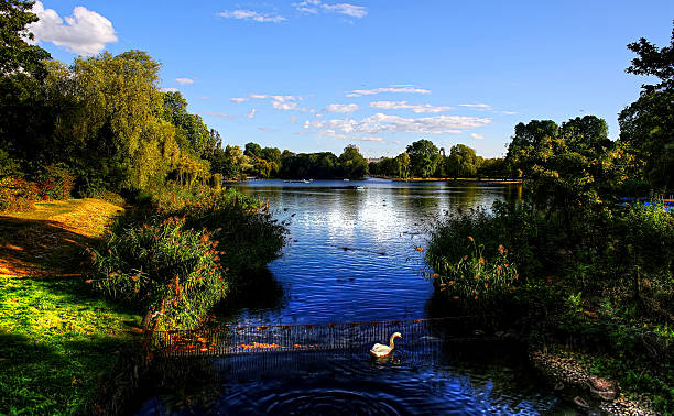 istock Pond in Regent's Park in the Summer 492119046
