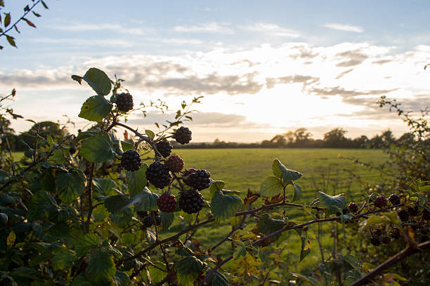 blackberry apanhar frutos - blackberry bush plant berry fruit imagens e fotografias de stock