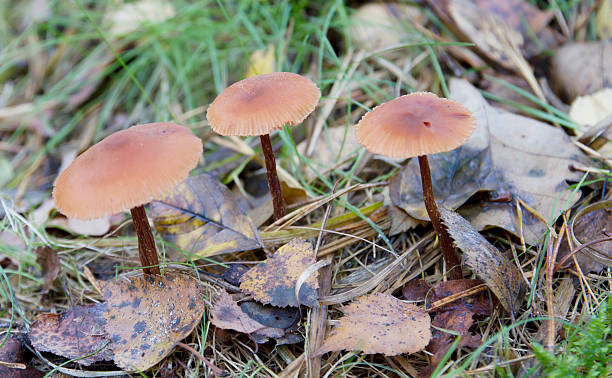 Deceiver (Laccaria laccata) Laccaria laccata (Scop. ex Fr.) Cke. syn. Clitocybe laccata (Scop. ex Fr.) Kummer Rötlicher Lacktrichterling Clitocybe laqué Deceiver. Cap 1.5–6cm across, convex then flattened, often becoming finely wavy at the margin and centrally depressed, tawny to brick-red and striate at the margin when moist drying paler to ochre-yellow, surface often finely scurfy. Stem 50–100 x 6–10mm, concolorous with cap, tough and fibrous, often compressed or twisted. Flesh thin reddish-brown. Taste and smell not distinctive. Gills pinkish, dusted white with spores when mature. Spore print white.  laccata stock pictures, royalty-free photos & images