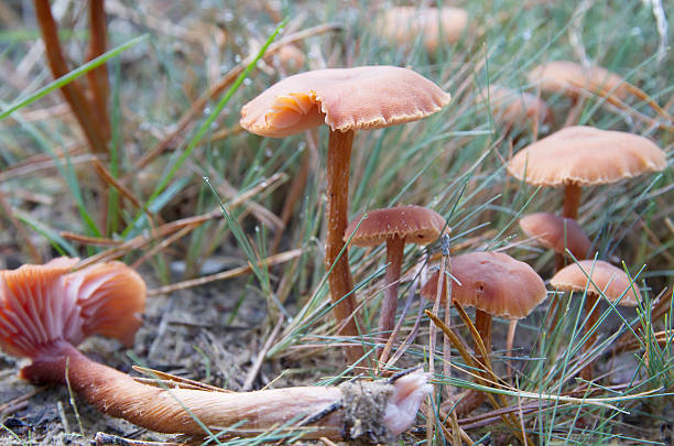 Deceiver (Laccaria laccata) Laccaria laccata (Scop. ex Fr.) Cke. syn. Clitocybe laccata (Scop. ex Fr.) Kummer Rötlicher Lacktrichterling Clitocybe laqué Deceiver. Cap 1.5–6cm across, convex then flattened, often becoming finely wavy at the margin and centrally depressed, tawny to brick-red and striate at the margin when moist drying paler to ochre-yellow, surface often finely scurfy. Stem 50–100 x 6–10mm, concolorous with cap, tough and fibrous, often compressed or twisted. Flesh thin reddish-brown. Taste and smell not distinctive. Gills pinkish, dusted white with spores when mature. Spore print white.  laccata stock pictures, royalty-free photos & images