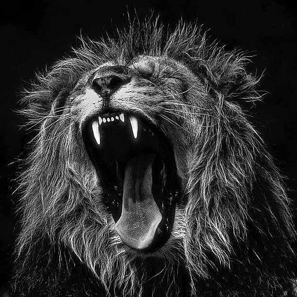 the king male lion roaring stock pictures, royalty-free photos & images