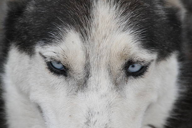 istock Eyes Of Dog 492120564