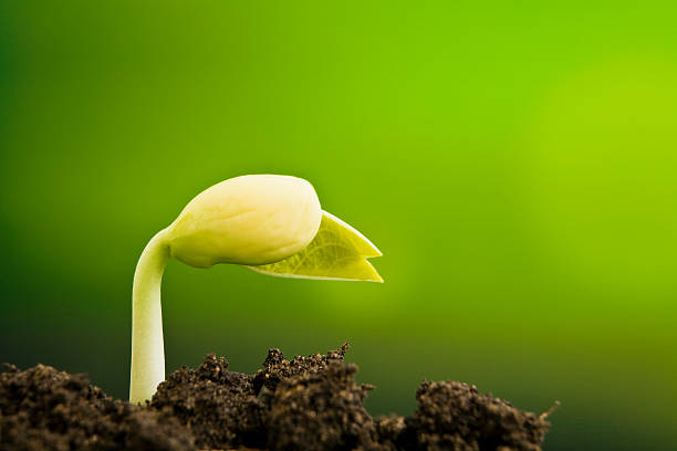New plant seed germinting from the soil stock photo