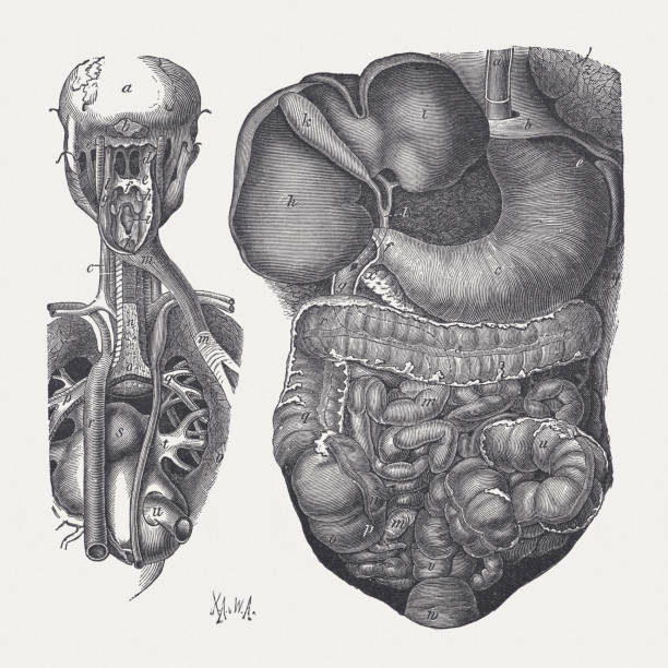 digestive organe eines mannes, veröffentlichte 1878 zogen - tierische bauchspeicheldrüse stock-grafiken, -clipart, -cartoons und -symbole