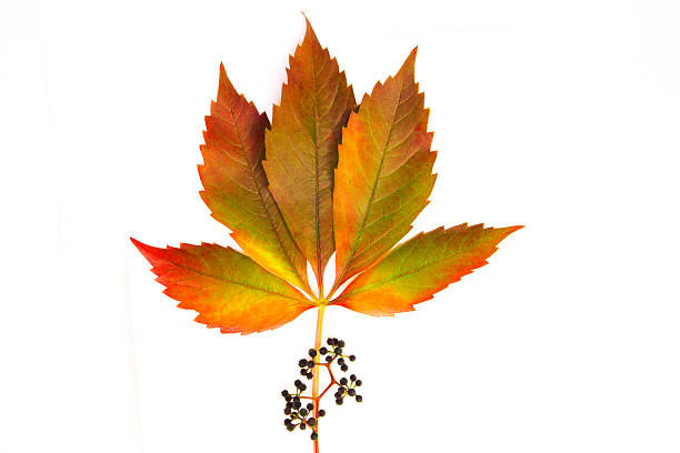 Colorful leaf with decorative fruits