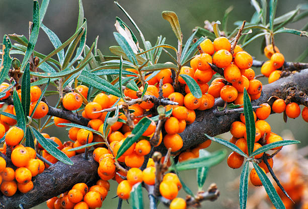 istock Sea buckthorn berries 492121598