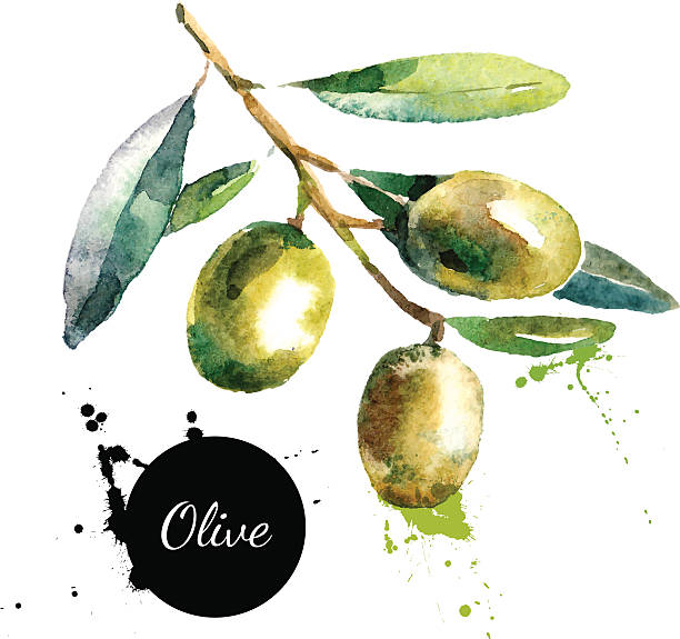 strony ciągnione akwarela na białym tle. illus wektor - olive tree illustrations stock illustrations