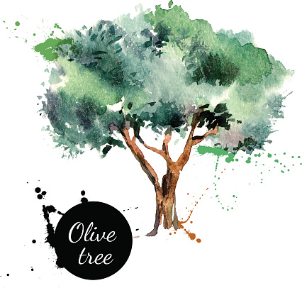 Olive tree vector illustration. Hand drawn watercolor painting on white background