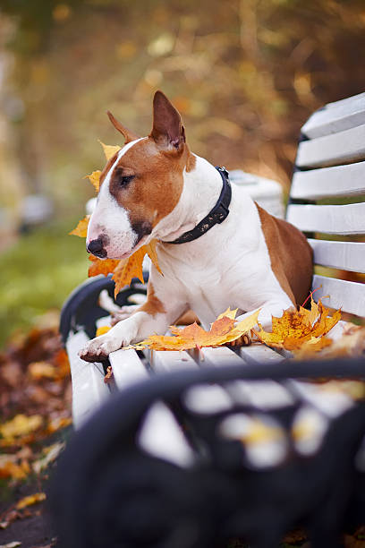 istock The red bull terrier lies on a bench 492123278