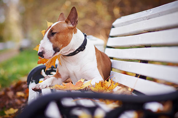 istock The red bull terrier lies on a bench 492123456