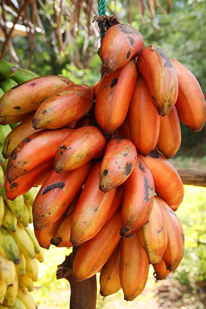 Red Banana Fruit at a fruit kiosk on the road Sri Lanka
