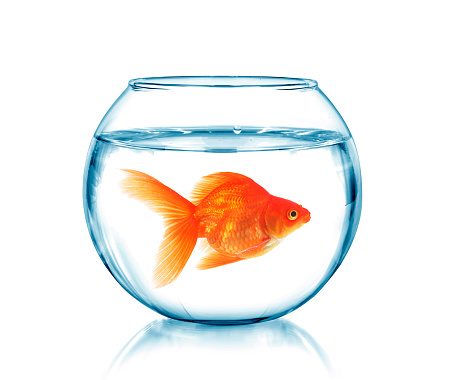 Gold fish in a fishbowl, isolated on white