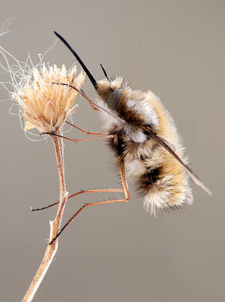istock Bombylius major hangs on a dry plant 492124022