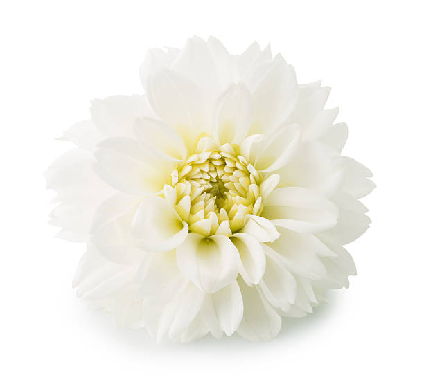 istock dahlias flower isolated on the white background 492124276