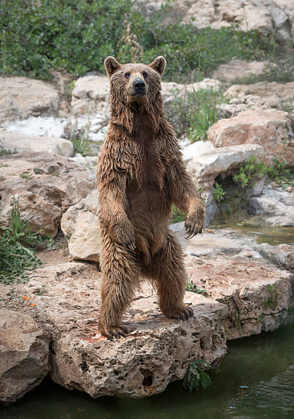 istock Syrian brown bear standing on the rear feet 492124596
