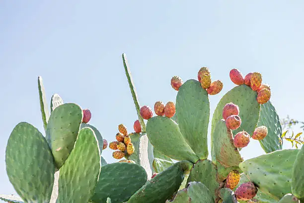 A prickly pear cactus leaf with three vibrant ripe fruits against a  Lots of copy space available in the sky. Selective focus with the sharpest focus on the middle fruit