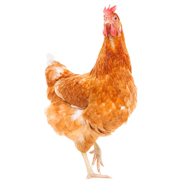istock full body of chicken livestock isolated white 492128294