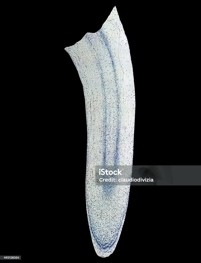 Micrografía maíz punta de la raíz - Foto de stock de 2015 libre de derechos