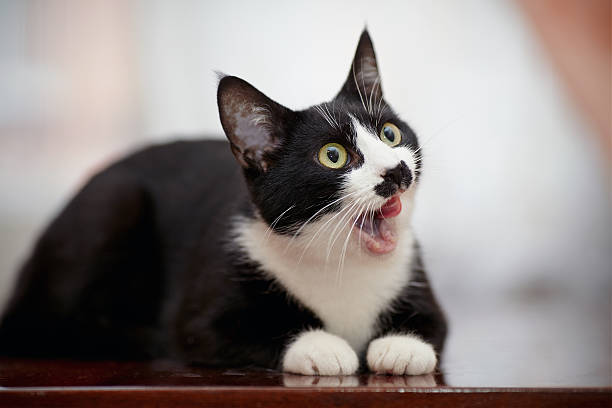 istock The black and white domestic cat licks lips. 492128372