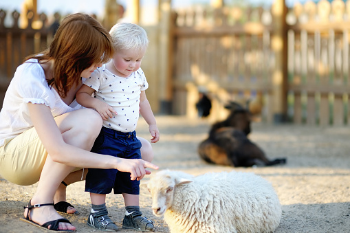 Toddler boy and his young mother looking at sheep at zoo