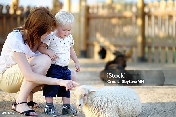 Toddler Boy And His Mother Looking At Sheep Stock Photo - Download Image Now - Zoo, Family, Farm