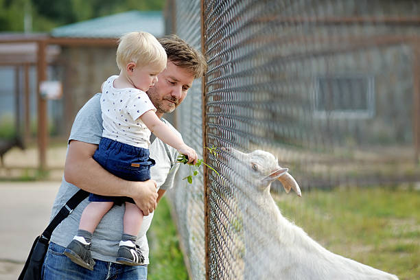 ragazzino e suo padre alimentazione di capra - petting zoo foto e immagini stock