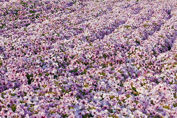 istock abundance ,spring time flowers 492129850
