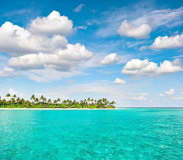 istock Tropical island beach with palm trees and cloudy blue sky 492130612