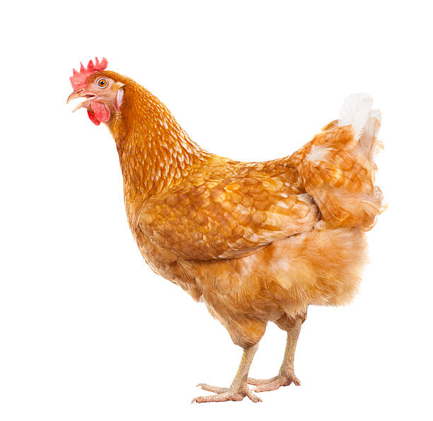 istock side view full body of chicken livestock 492131020