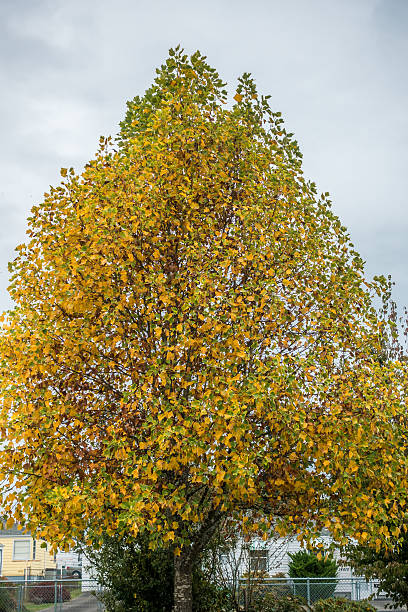 istock Autumn In Burien 2 492131032