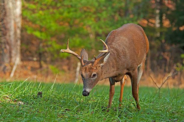 istock Young White Tailed Buck with antlers in green grass. 492131360