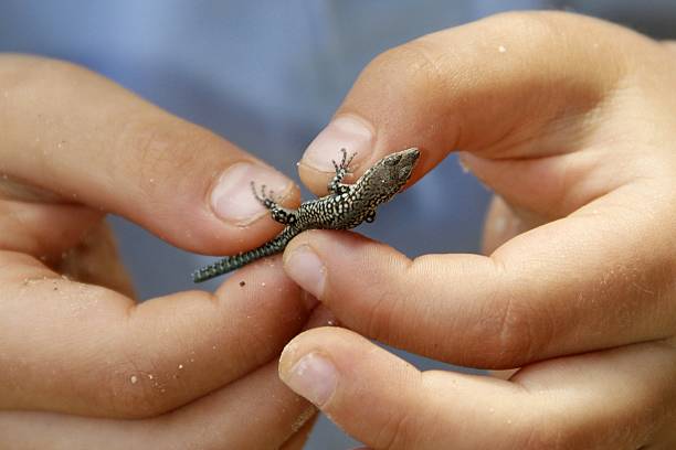 istock Little lizard in child hands 492133424