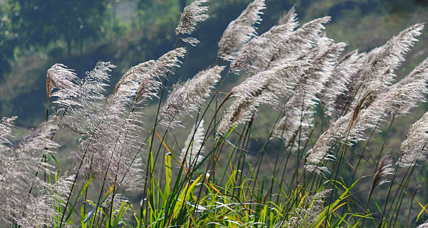 istock Swaying Grass Flowers ver 2 492145047