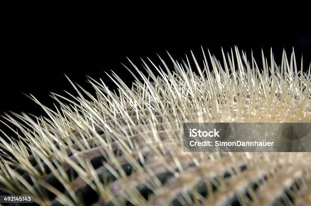 Cactus Needles Stock Photo - Download Image Now - Abstract, Arizona, Botany