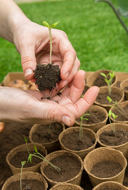 istock Planting tomatoes in Jiffy pots 492145395