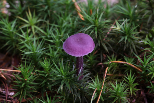 purple mushroom growing in the New Forest, Hampshire, England,