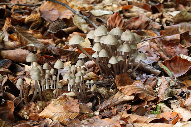 fairy inkcap mushrooms a group of fairy inkcak mushrooms growing wild in the New Forest, Hampshire, England psathyrellaceae stock pictures, royalty-free photos & images