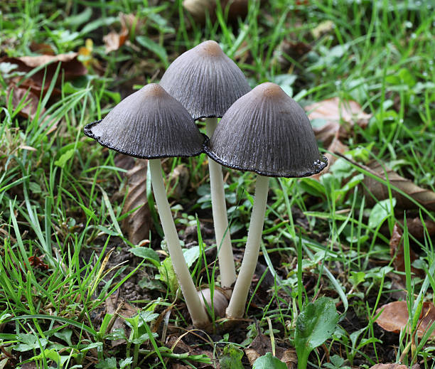 inkcap mushroom common inkcap mushroom growing wild in the New Forest, Hampshire, England psathyrellaceae stock pictures, royalty-free photos & images