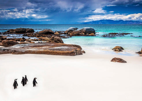 Wild South African penguins, little group of Jackass Penguins walking along Boulders beach in Simons Town, travel and tourism concept
