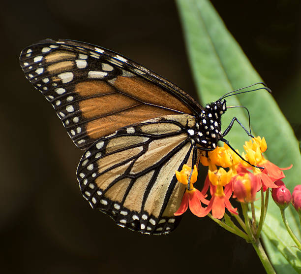 istock Monarch Butterfly on Milkweed Plant 492146732