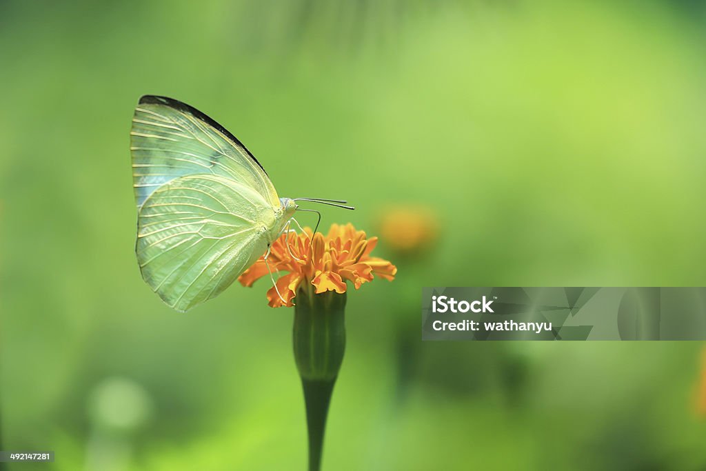 Yellow Butterfly on the flower Yellow Butterfly on the flower. Arthropod Stock Photo