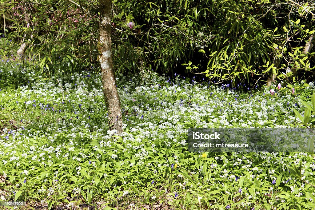 Wild garlic flowers and leaves (alliums / ramsons) in woodland image Photo showing an expanse of wild garlic flowers and leaves growing beneath the trees.  Other names for this plant include buckrams, ramsons, broad-leaved garlic or bear leek.  It is actually related to chives and regularly spreads its way through woodlands containing mainly deciduous trees. Formal Garden Stock Photo