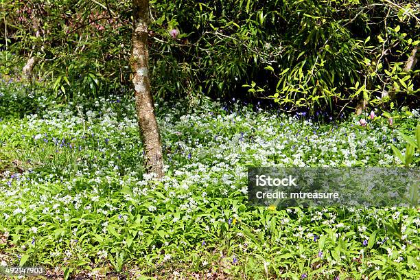 Wild Garlic Flowers And Leaves In Woodland Image Stock Photo - Download Image Now