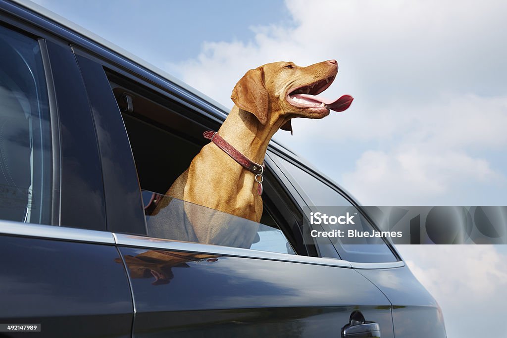 Vizsla dog looking out the car window Car Stock Photo