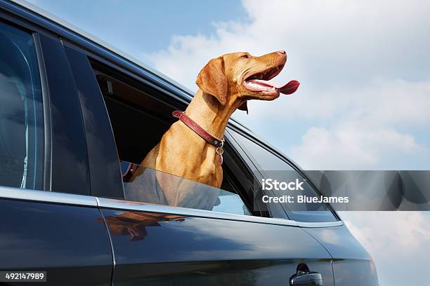 Vizsla Dog Looking Out The Car Window Stock Photo - Download Image Now - Car, Dog, Window