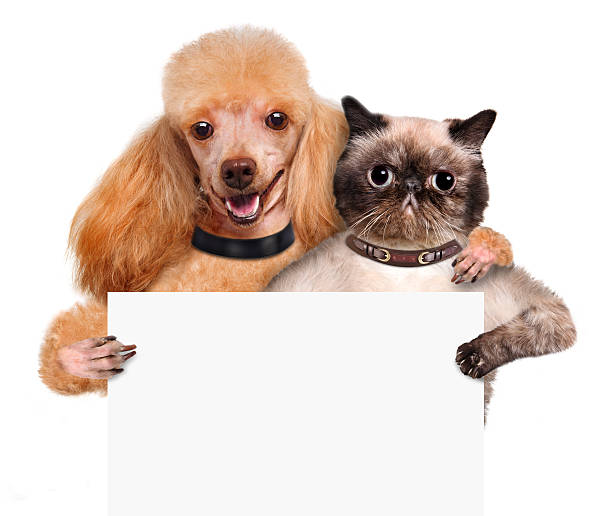 istock Dog with a cat holding in his paws white banner. 492148241