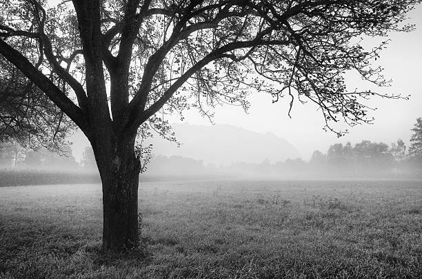 Fog covering some trees and almost the whole image