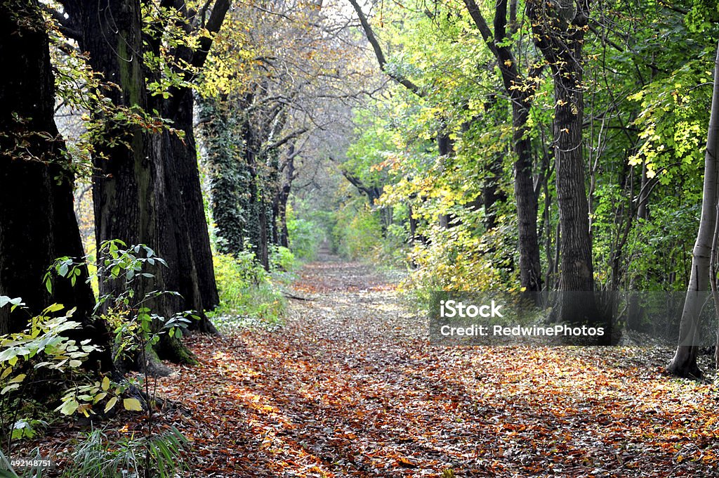 Deciduous Path Sunny Path Through The Deciduous Forest Stock Photo - Download Image ...