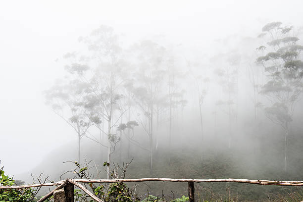 fogs on 서부극 가트 힐스 - fogs 뉴스 사진 이미지